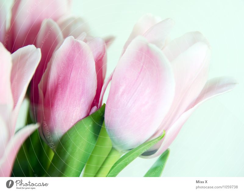 früh...ling Frühling Blume Tulpe Blüte Blühend rosa Stimmung Frühlingsgefühle Tulpenblüte Farbfoto mehrfarbig Nahaufnahme Detailaufnahme Menschenleer