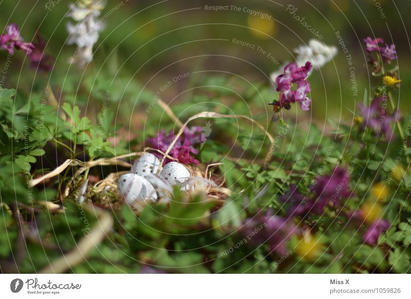 Osternest Umwelt Natur Tier Frühling Blume Gras Blüte Wiese Taube Tierjunges liegen klein Frühlingstag Horst Nest Ei Vogeleier brütend ausrutschen verstecken