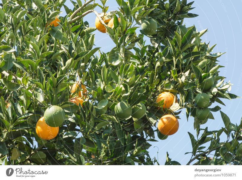 Orangen auf einem Ast. Orangenbäume in der Plantage. Frucht Saft Garten Umwelt Natur Pflanze Baum Blatt Wachstum frisch lecker natürlich saftig grün
