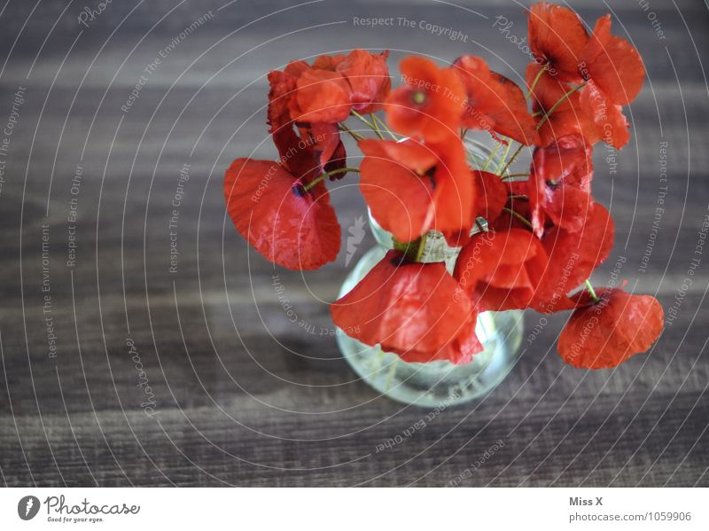 Mohn Dekoration & Verzierung Sommer Blume Blüte Blühend verblüht dehydrieren rot Gefühle Stimmung Liebeskummer Müdigkeit Erschöpfung Blumenstrauß Vase