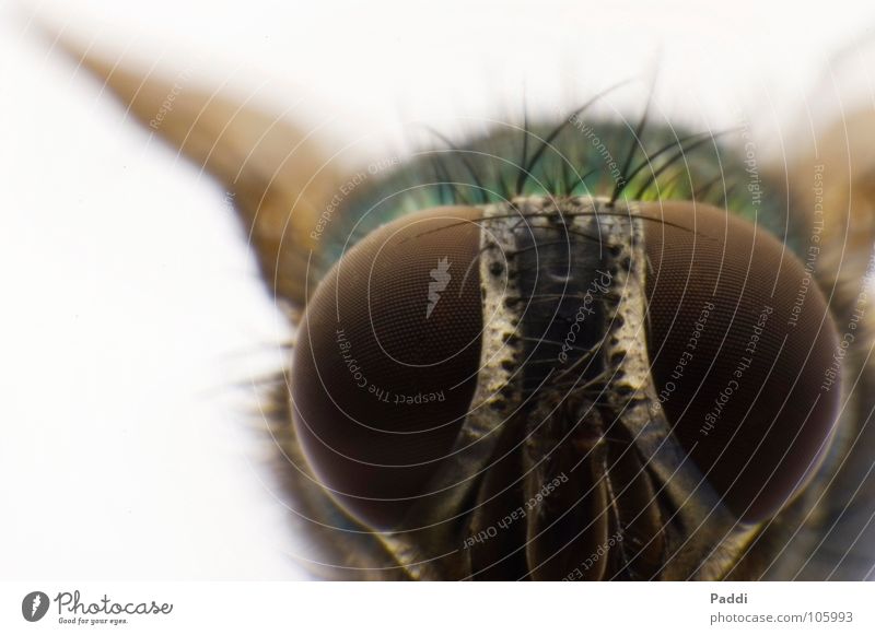 Glubschauge nah Makroaufnahme Facettenauge winzig Macht Fliege Retroring Insekt Tier komplex klein groß Nahaufnahme D50 Detailaufnahme Haare & Frisuren Mandibel