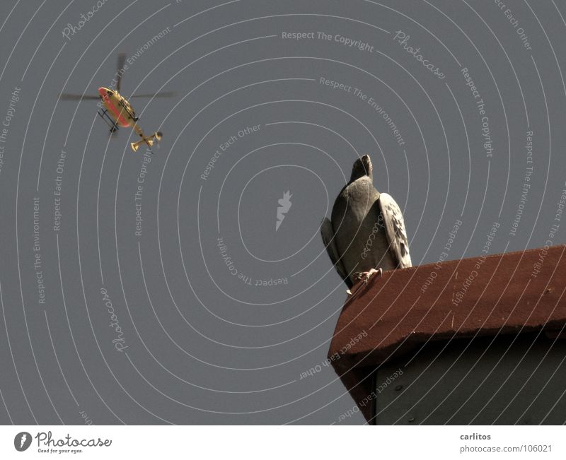 Landeanflug Hubschrauber Taube Dach Dachziegel Vogelperspektive Sommer Hilfsbereitschaft Luftrettung hört doch was First überblicken