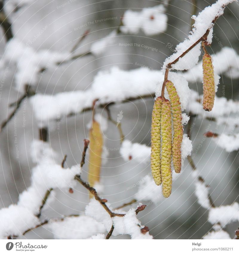 Rückfall... Umwelt Natur Pflanze Winter Schnee Sträucher Blüte Wildpflanze Haselnuss Zweig Wald Blühend frieren hängen Wachstum authentisch außergewöhnlich