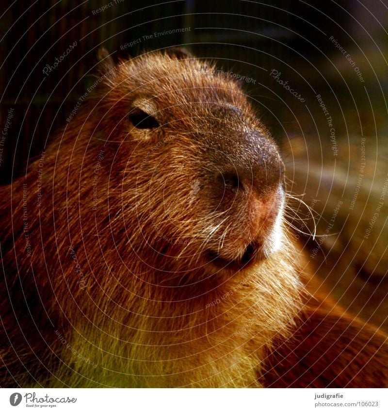 Wasserschwein Nagetiere Säugetier Fell Tier Zoo niedlich Farbe capybara Nase
