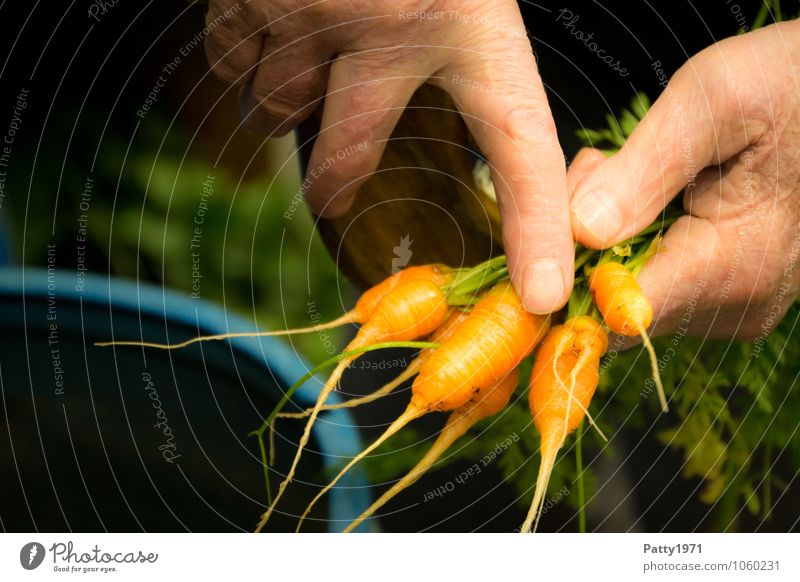 Non EU-Norm Gemüse Möhre Freizeit & Hobby Schrebergarten Hand Finger festhalten frisch Gesundheit klein lecker orange zeigen deuten Ernte Farbfoto