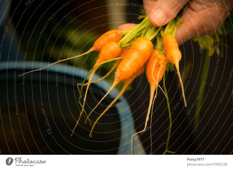 Non EU-Norm Gemüse Möhre Freizeit & Hobby Schrebergarten Hand Finger festhalten frisch Gesundheit klein lecker natürlich orange genießen Ernte Farbfoto