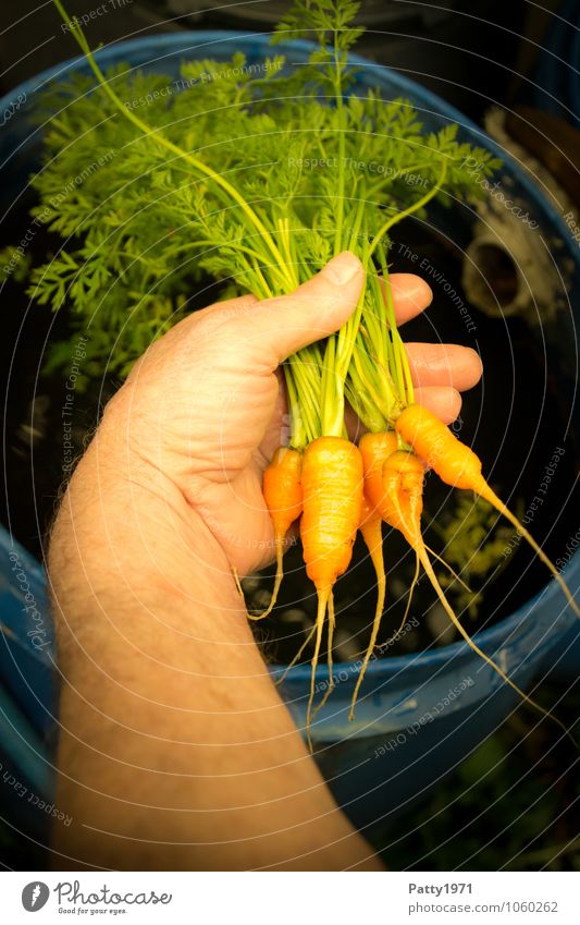 frische Karotten Lebensmittel Gemüse Möhre Ernährung Freizeit & Hobby Schrebergarten Arme Hand festhalten Gesundheit klein lecker natürlich grün orange genießen
