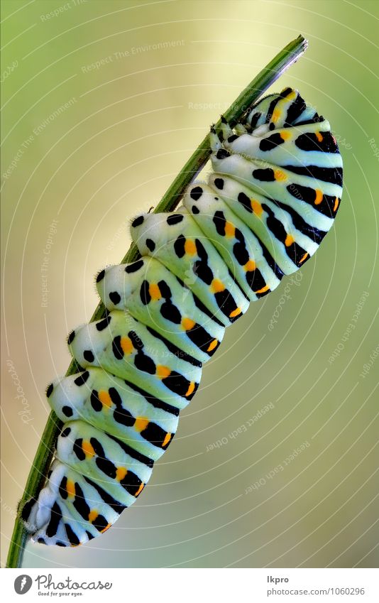 Papilionidae in einem grünen Baum aus wildem Fenchel Ernährung schön Garten Natur Pflanze Weiche Linie braun mehrfarbig gelb gold orange schwarz weiß Farbe