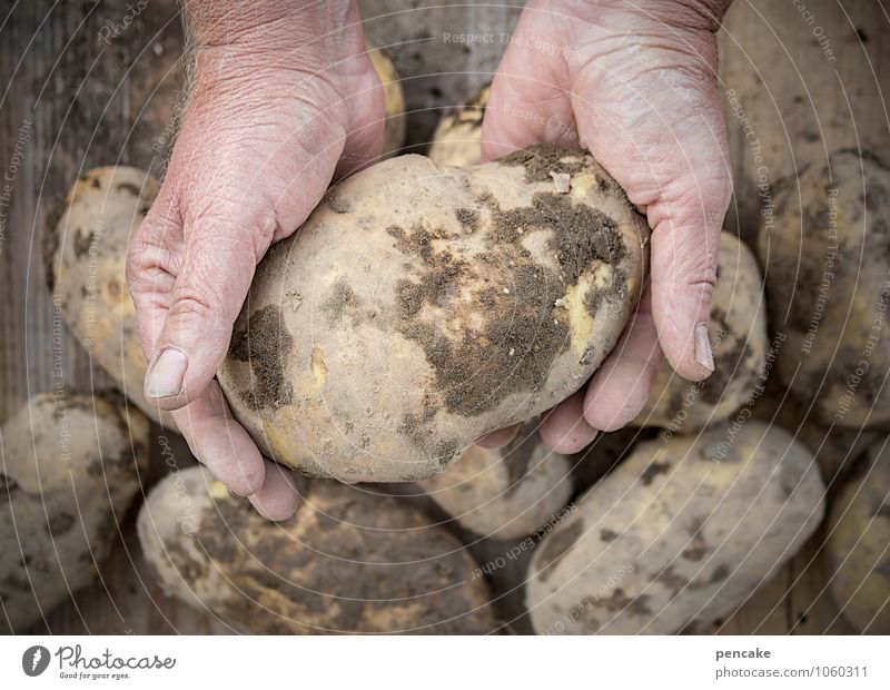natürlich kartoffelesser! Lebensmittel Gemüse Bioprodukte Vegetarische Ernährung Erwachsene Hand Finger 45-60 Jahre Arbeit & Erwerbstätigkeit beobachten