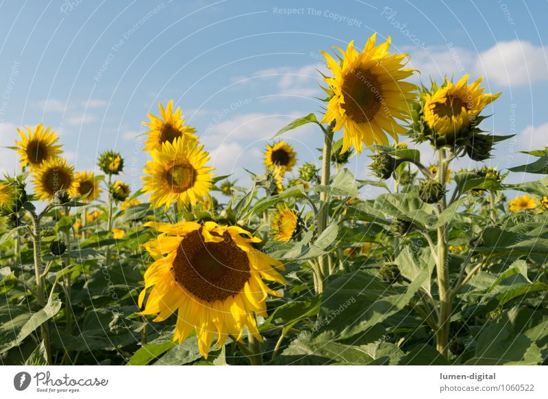 Sonnenblumen Sommer Landwirtschaft Forstwirtschaft Wolken Blume Feld gelb anbau himmel reif Sonnenblumenfeld Sonnenblumenkern Außenaufnahme Tag