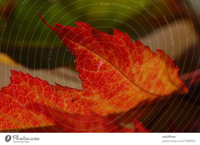 Herbstlaub, mal anders als hell... Blatt rot mehrfarbig Indian Summer Reihe herbstlich feuerrot im alter Makroaufnahme