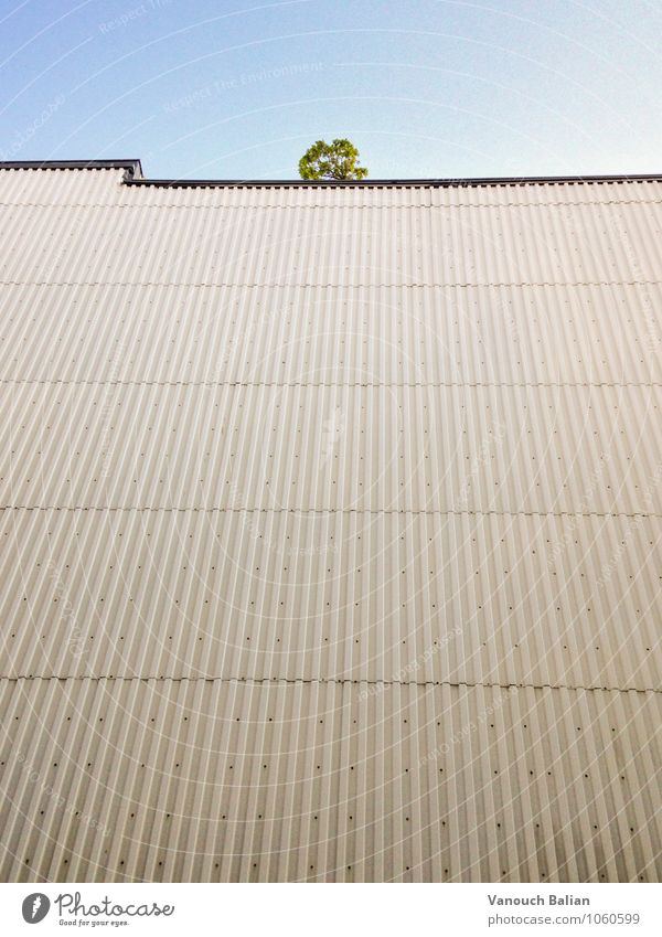 Baum auf Wand Grünpflanze Berlin-Mitte Haus Mauer Fassade Traurigkeit warten werfen bedrohlich hässlich trist Stadt braun gelb gold grau grün unübersichtlich
