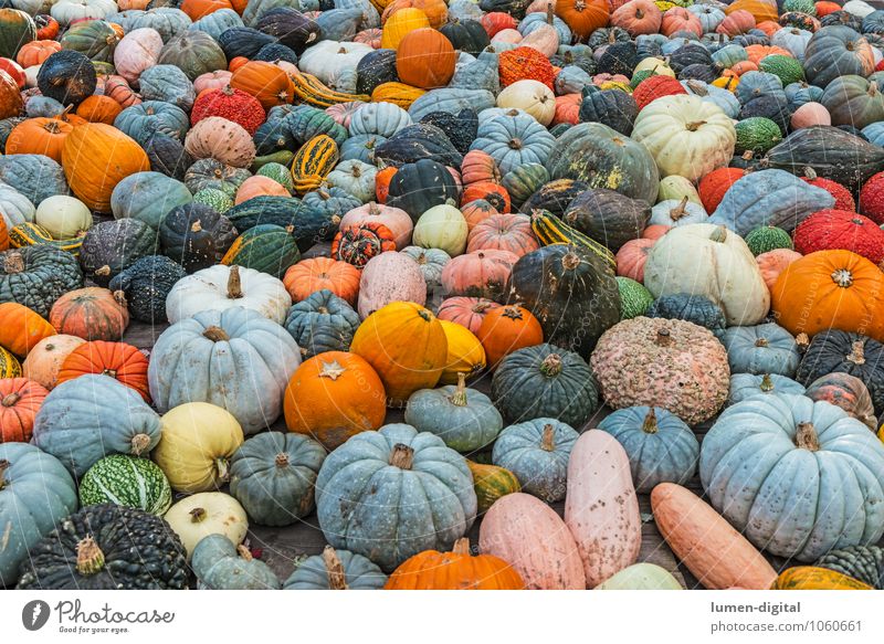 viele bunte Kürbisse Herbst Nutzpflanze blau grün orange Natur Flaschenkürbis Hokkaido Markt Querformat Speisekürbis mehrfarbig Außenaufnahme Tag Totale