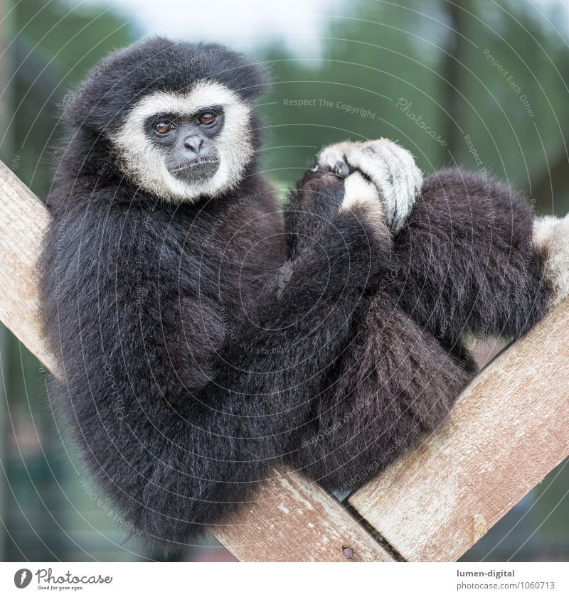 Gibbon sitzt auf Holzgerüst Gesicht Tier Fell Wildtier 1 beobachten sitzen schwarz weiß bequem Affen Menschenaffen Quadrat Säugetier Porträt Farbfoto