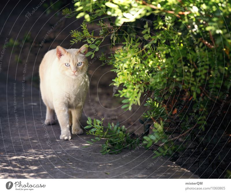 Grüne Miez. Kunst Tier Haustier 1 ästhetisch Katze Katzenauge Katzenkopf Katzenfreund Wegrand entdecken Farbfoto Gedeckte Farben Außenaufnahme Nahaufnahme