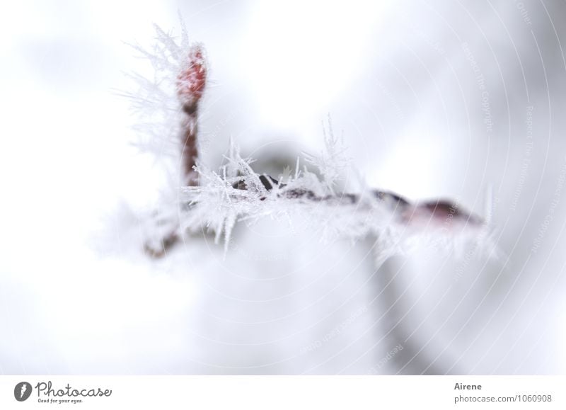Frost III Urelemente Winter Eis Schnee Pflanze Baum Zweig Felsenbirne Blattknospe Kristalle frieren ästhetisch kalt Spitze stachelig rot weiß Klima bewegungslos