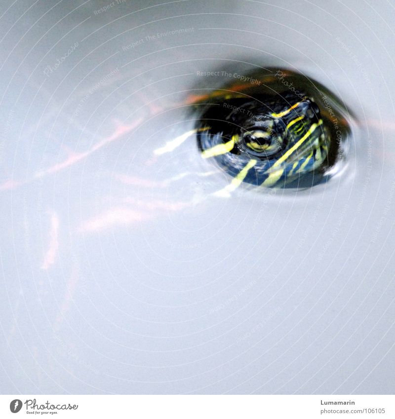 Coming out Schildkröte Wasserschildkröte Teich Spiegel Wasseroberfläche Oberfläche Durchbruch brechen driften auftauchen Mut atmen kommen Wiedersehen sichtbar