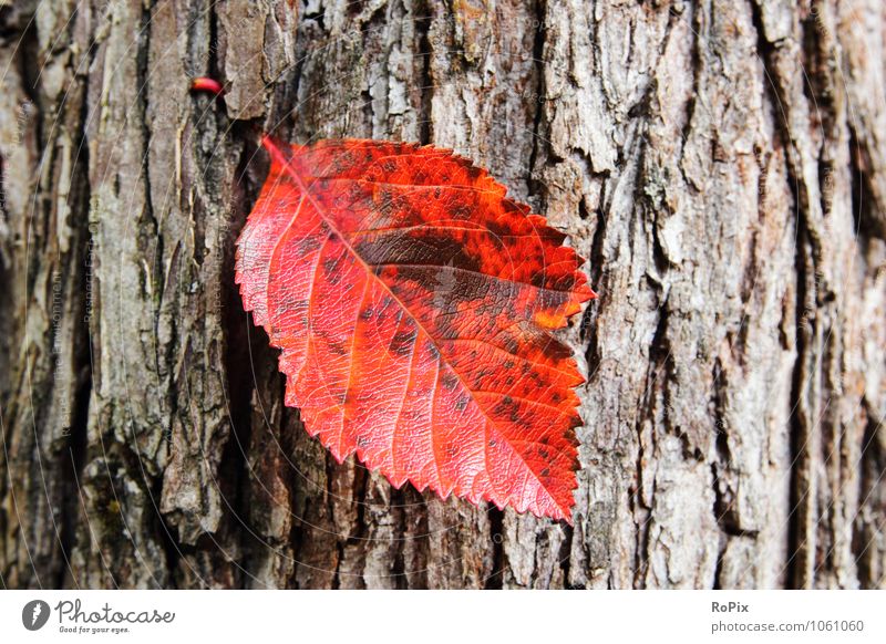 Herbstblatt harmonisch Wohlgefühl Erholung ruhig Meditation Landwirtschaft Forstwirtschaft Ruhestand Umwelt Natur Pflanze Baum Blatt Laub Herbstlaub Rinde Borke
