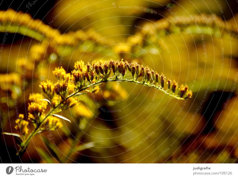 Wiese Blüte gelb glänzend Wachstum gedeihen Umwelt Pflanze schön Herbst Sommer Farbe Natur gold Heilpflanzen Unkraut