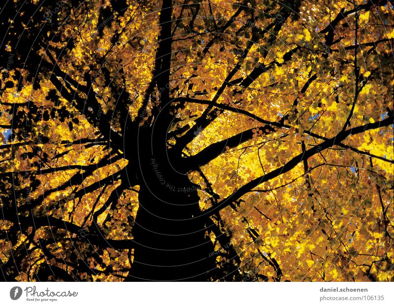 neulich unterm Baum Herbst Buche gelb Blatt Stimmung Licht Baumstamm verzweigt Sonnenlicht braun schwarz wandern herbstbaum Kontrast Perspektive Schatten Ast
