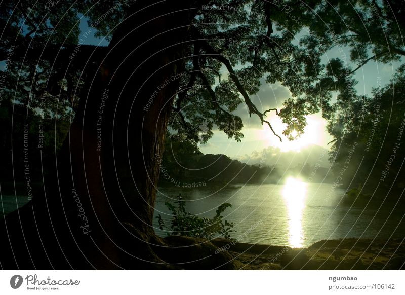 mystic river See Baum Nebel Blatt trüb Schleier mystisch dunkel unklar Sonnenaufgang Sri Lanka Süßwaren unheimlich ungewiss Gemälde kalt grün Frühling Erde Sand