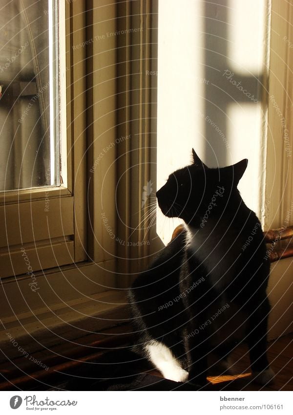 Schwarze Katz’ Katze schwarz Fenster Silhouette Aussicht Oberlippenbart Säugetier Schatten Tür Profil Weisse Pfote