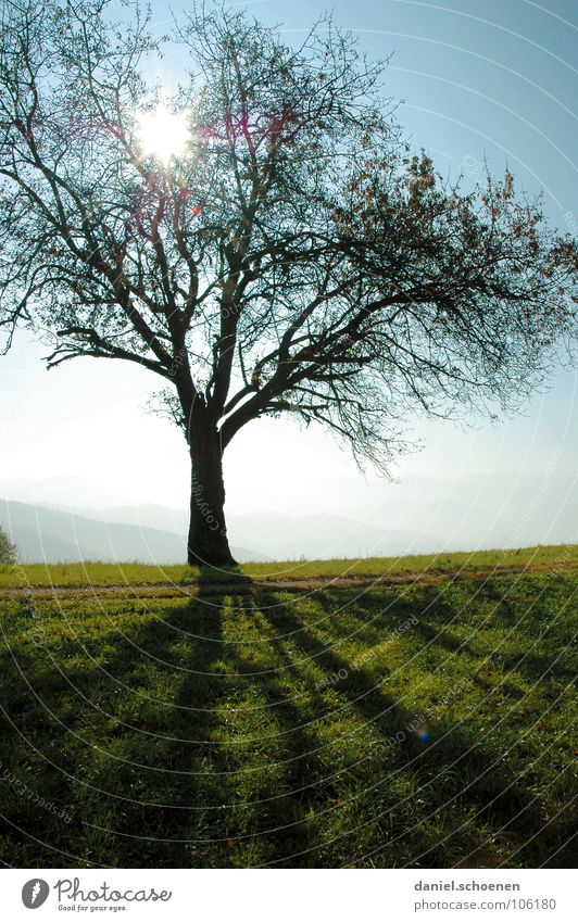 Altweibersommer Licht Sonnenstrahlen Gegenlicht Wiese Baum Herbst schön grün Hügel Schwarzwald Himmelskörper & Weltall blau Nebel Schatten Natur Außenaufnahme
