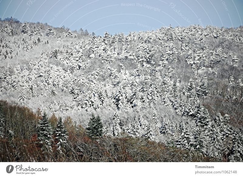 Es wäre jetzt gut - 2 Umwelt Natur Landschaft Pflanze Wolkenloser Himmel Winter Schönes Wetter Eis Frost Schnee Wald ästhetisch frisch natürlich blau braun grau
