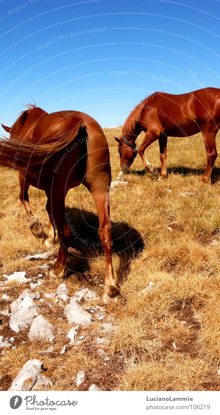 Pollino Pferd Natur Himmel Berge u. Gebirge stone horse brown sky Amerika animal ecology