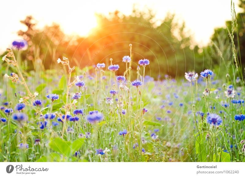 Ach wenn doch morgen schon Sommer wär'... Umwelt Natur Pflanze Sonne Sonnenaufgang Sonnenuntergang Sonnenlicht Baum Blume Gras Wiese Feld schön Wärme Kornblume