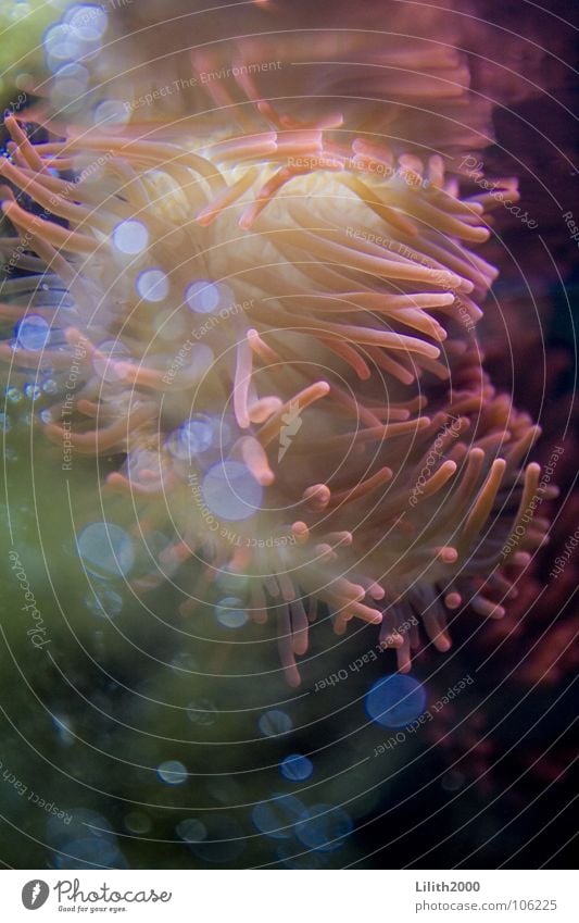 Underwater Queen Anemonen Aquarium Tiefsee Korallen Pflanze Tier Algen grün rosa gelb Meer Wasser Reflexion & Spiegelung lika