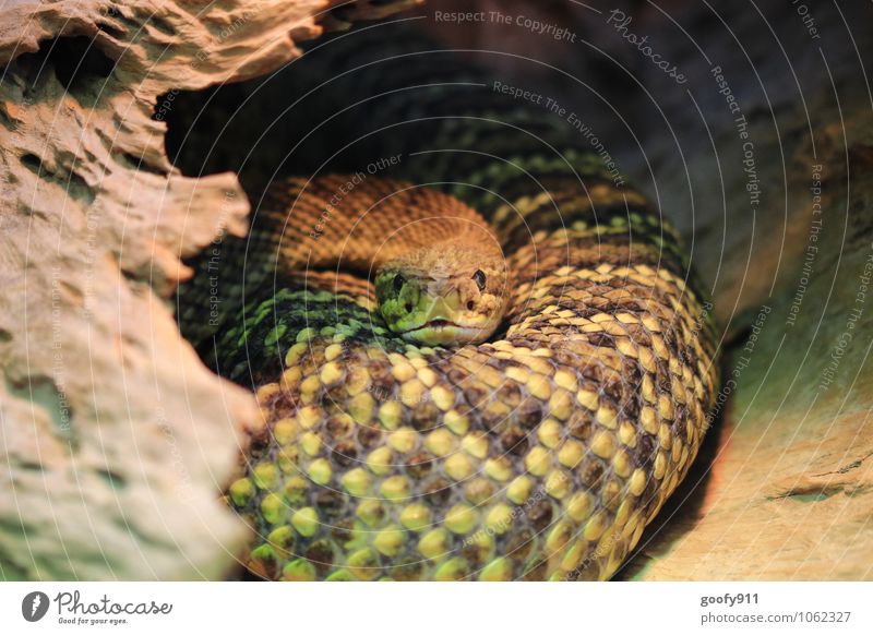 Schau mir in die Augen Tier Wildtier Schlange Schuppen Zoo 1 Zufriedenheit stagnierend Farbfoto Außenaufnahme Nahaufnahme Tag Schwache Tiefenschärfe Totale