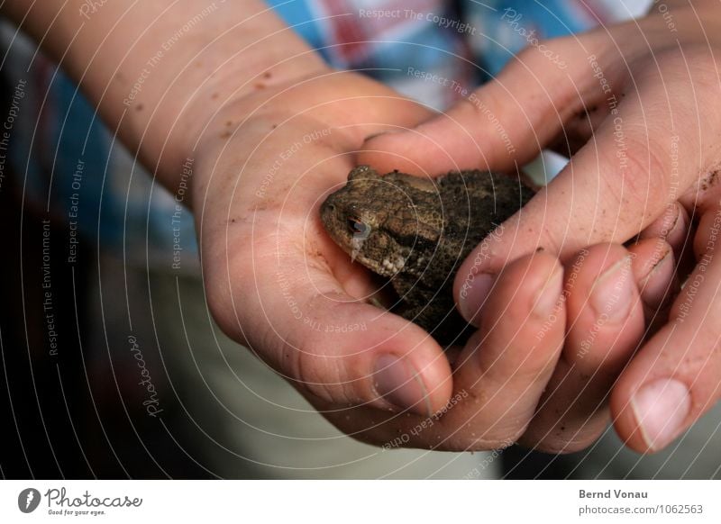Hände hoch! Kröten her! Spielen Kind Junge Kindheit Hand Finger Natur Tier entdecken fangen festhalten dreckig hässlich Neugier braun grün Amphibie forschen