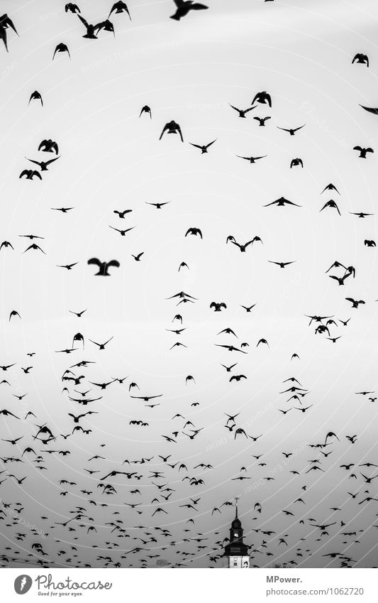 die vögel Tier Schwarm fliegen Vogel Religion & Glaube Kirchturm gruselig Horrorfilm Himmel (Jenseits) Flucht Schwarzweißfoto Außenaufnahme Menschenleer Tag