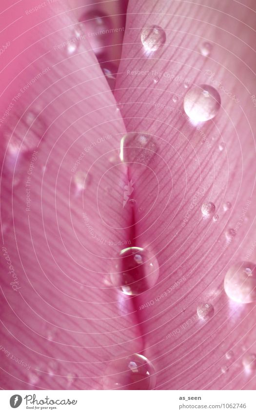 Pink Glamour Lifestyle elegant Stil Design schön Körperpflege Kosmetik Wellness harmonisch Feste & Feiern Hochzeit Floristik Wassertropfen Frühling Blume Tulpe