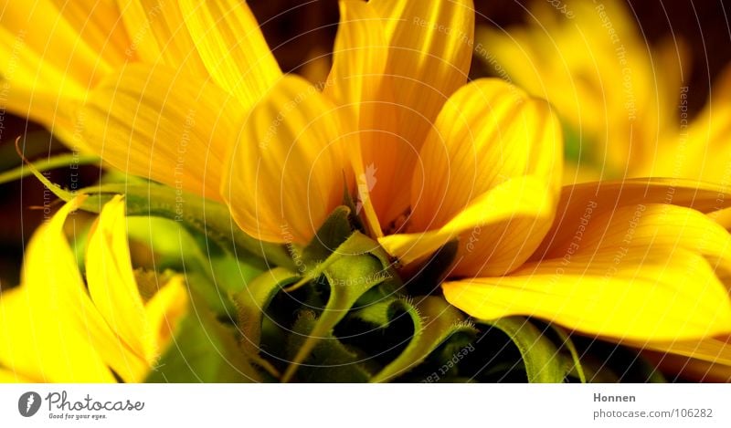 Sun In The Dark IV Sonnenblume Korbblütengewächs gelb schwarz Pflanze Vase dunkel Bedecktsamer Zierpflanze Sommer Feld Reifezeit Wachstum Lieblingsblume Kerne