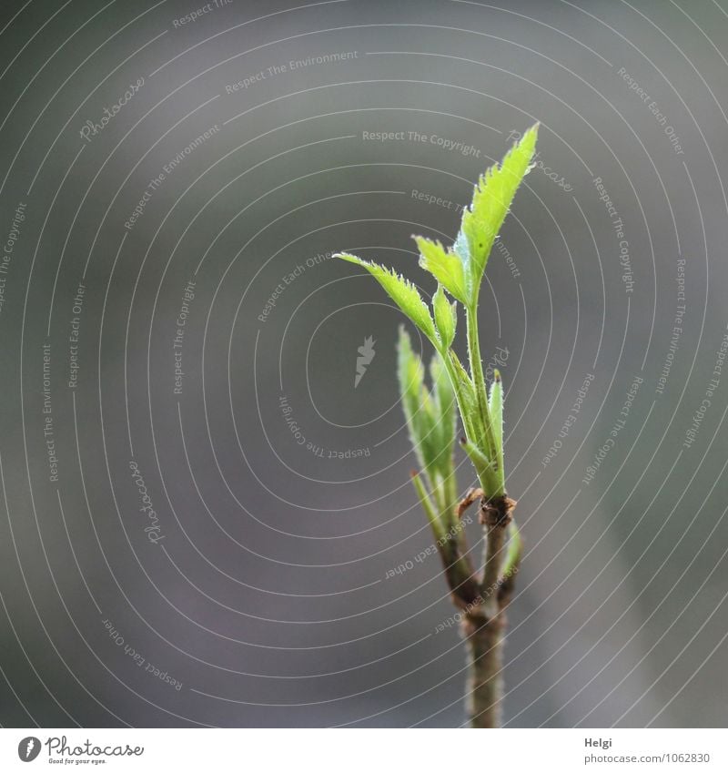 erstes Grün Umwelt Natur Pflanze Frühling Schönes Wetter Baum Sträucher Blatt Wildpflanze Wald Wachstum ästhetisch frisch schön einzigartig klein natürlich