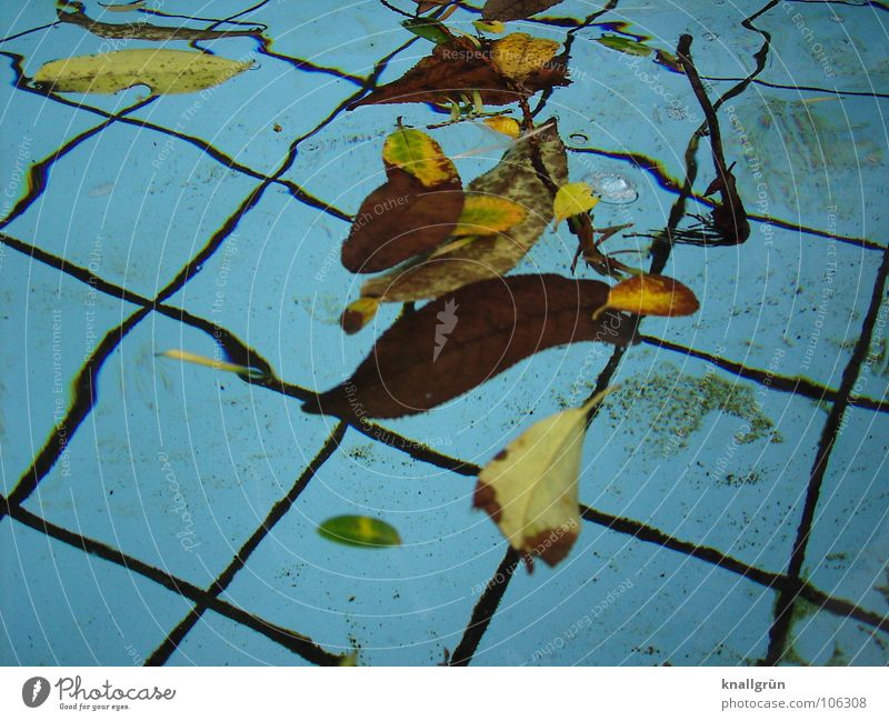 Der Sommer ist zu Ende Blatt braun Herbst Herbstbeginn Vergänglichkeit Wasser blau Becken Fliesen u. Kacheln gefallene Blätter