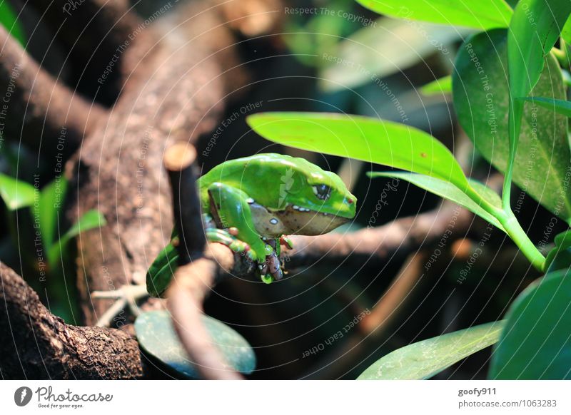 Grüner Frosch Natur Pflanze Tier Wildtier Zoo 1 hängen grün Farbfoto Außenaufnahme Nahaufnahme Morgen Schwache Tiefenschärfe Zentralperspektive Tierporträt