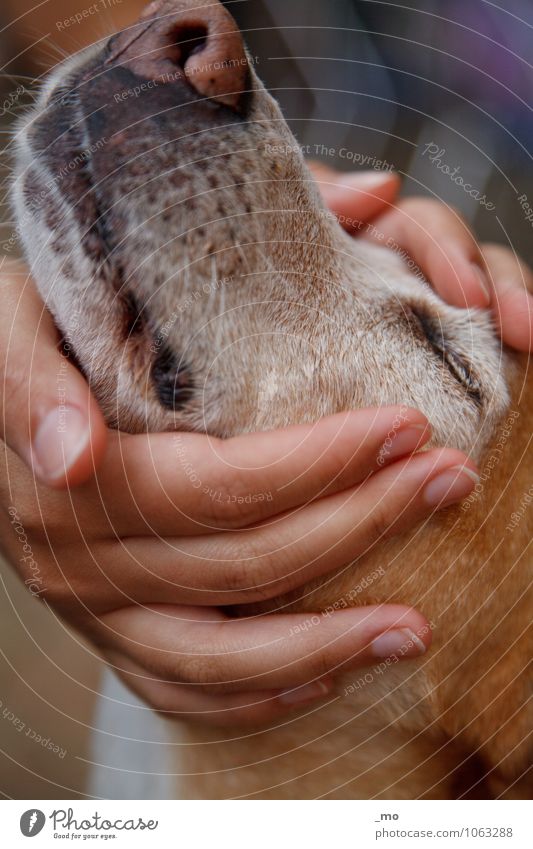 Schnecke feminin Hand Finger Tier Haustier Hund Tiergesicht Schnauze 1 Glück weich Gefühle Freude Zufriedenheit Lebensfreude Geborgenheit Warmherzigkeit