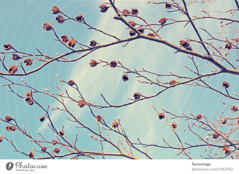 Bucheckern Natur Frühling Schönes Wetter Baum Sträucher Park schön Zweig Zweige u. Äste Ast verzweigt hell-blau Blauer Himmel Wolken Wärme Warmes Licht