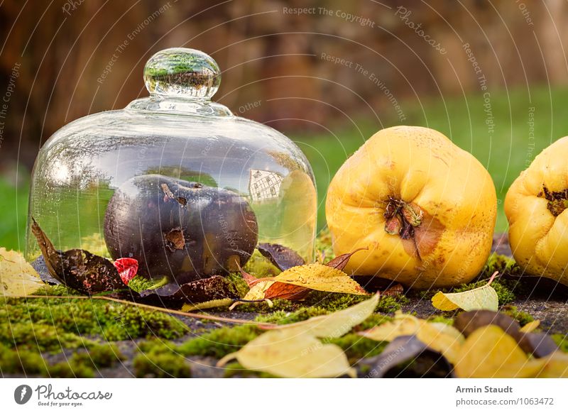 Stillleben - Herbst - Obst Lebensmittel Frucht Apfel Ernährung Lifestyle Gesundheit Gesunde Ernährung Duft Garten Natur Schönes Wetter Moos Blatt Wiese liegen
