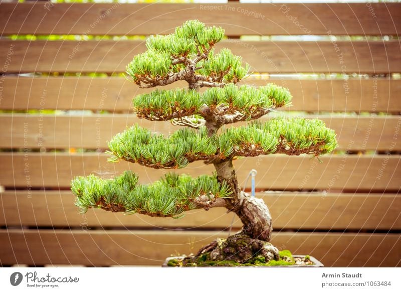 BONSAI! Design exotisch Handwerk Kultur Natur Pflanze Baum alt Wachstum ästhetisch außergewöhnlich natürlich braun grün Stimmung Leidenschaft geduldig Senior