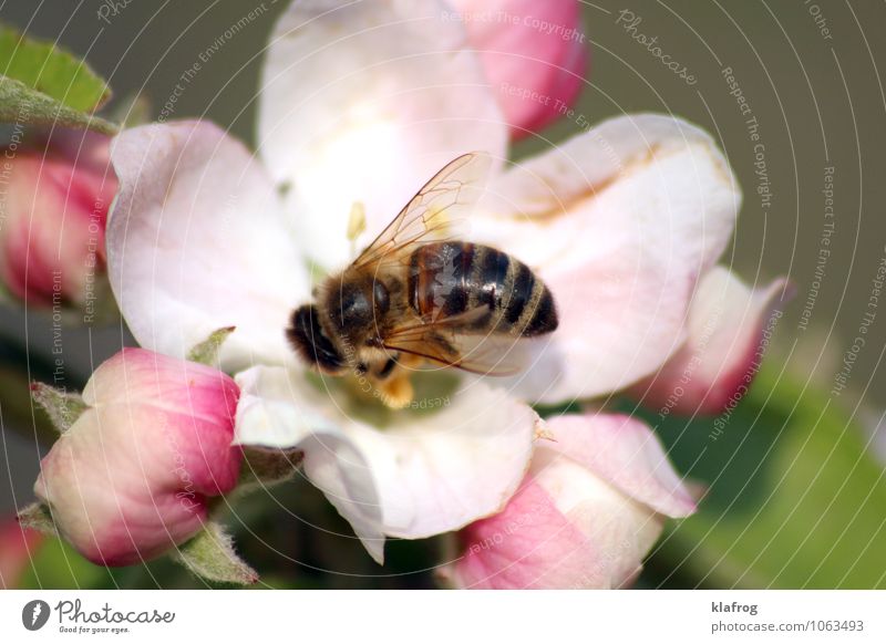 Bee placid (3/4) Garten Imker Biene Flügel Honigbiene 1 Tier Blühend fliegen füttern sitzen Kitsch natürlich stachelig Klischee grün rosa weiß Angst Duft