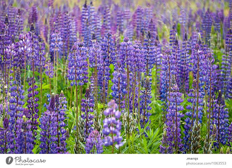 Lupinen Umwelt Natur Pflanze Sommer Lupinenfeld Blühend natürlich schön viele violett Farbfoto Außenaufnahme Menschenleer Tag