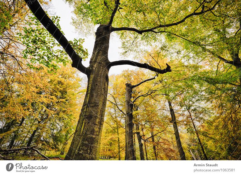 Buchenwald Natur Landschaft Pflanze Wolkenloser Himmel Herbst Baum Ast Wald Wachstum alt bedrohlich dunkel Ferne groß natürlich schön gelb grün Stimmung Kraft