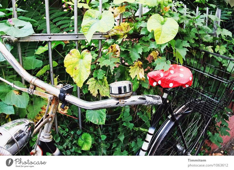 Mehr Farbe. Freizeit & Hobby Fahrradfahren Pflanze Grünpflanze Haus Zaun Fahrradsattel Metall warten einfach grün rot Gefühle Punkt Farbfoto mehrfarbig