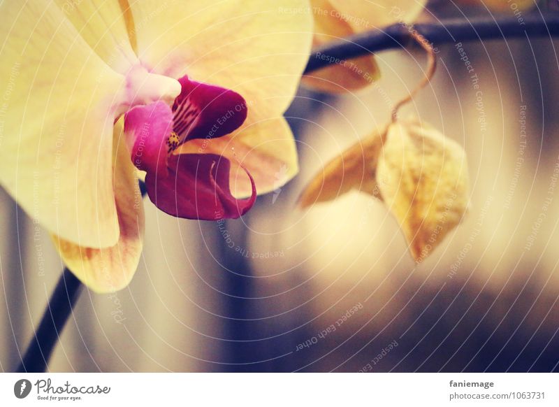 Orch idee Natur Blume Orchidee Blüte exotisch ästhetisch schön Gold Orchideenblüte gelb rosa Unschärfe elegant geheimnisvoll braun bläulich Wärme Warmes Licht