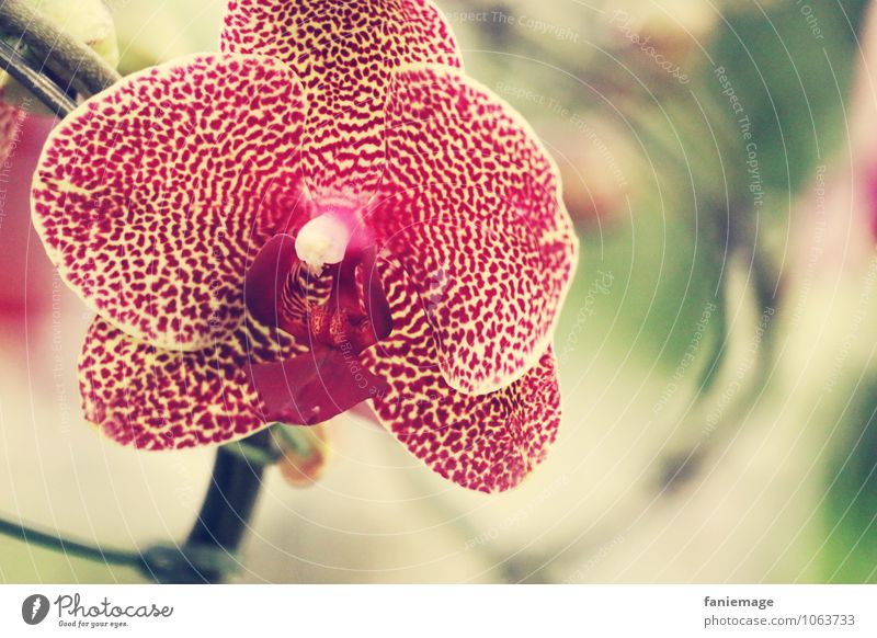 leuchtend Umwelt Natur Pflanze Sommer Schönes Wetter Orchidee exotisch Urwald ästhetisch schön elegant Orchideenblüte strahlend Punkt gepunktet rot gelb rosa