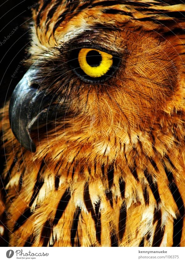 Eule gelb Nahaufnahme Bali Vogel birds owl furr Wildtier sharp predator